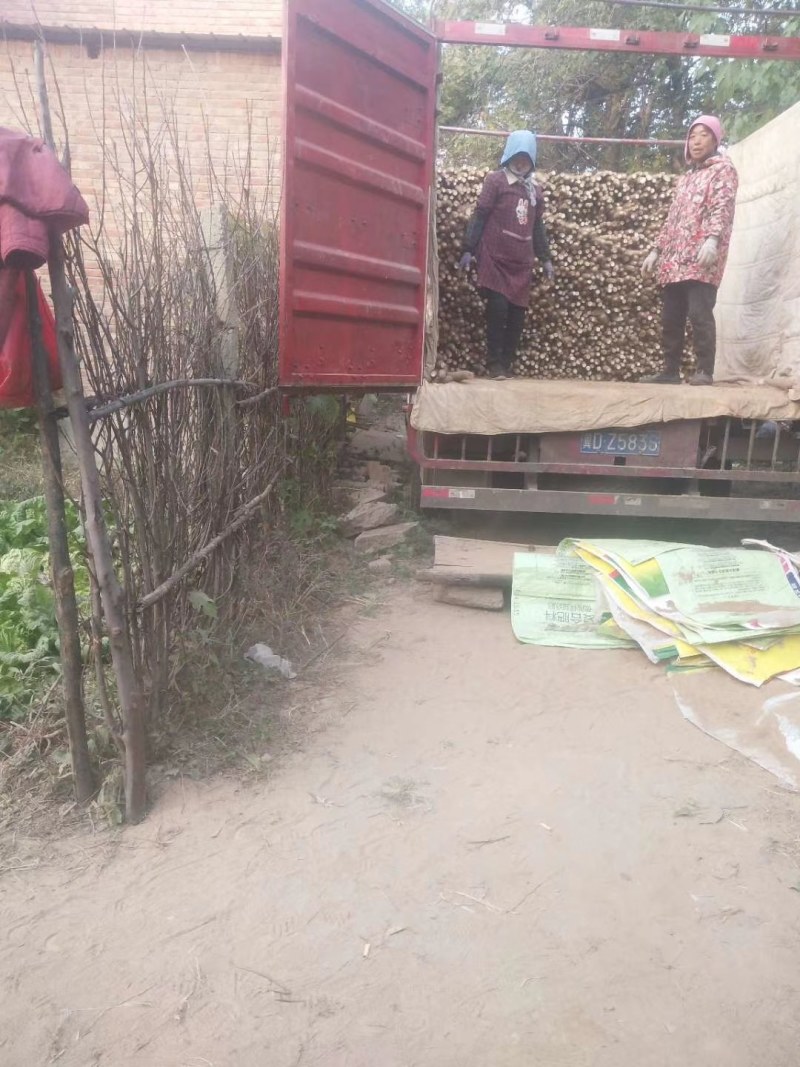 白玉山药，铁杆山药，大量供应馆陶县众康果品站