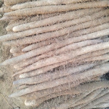 白玉山药，铁杆山药，大量供应馆陶县众康果品站