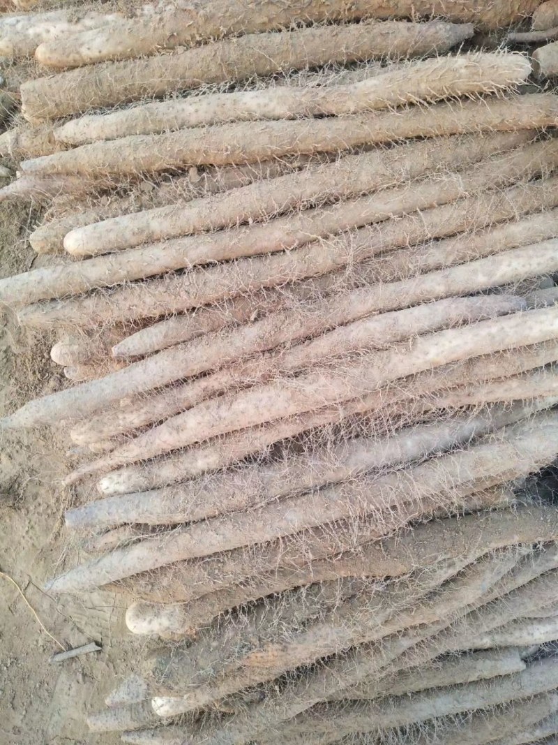 白玉山药，铁杆山药，大量供应馆陶县众康果品站