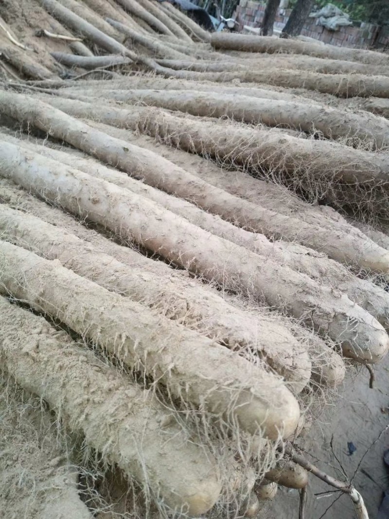 白玉山药，铁杆山药，大量供应馆陶县众康果品站