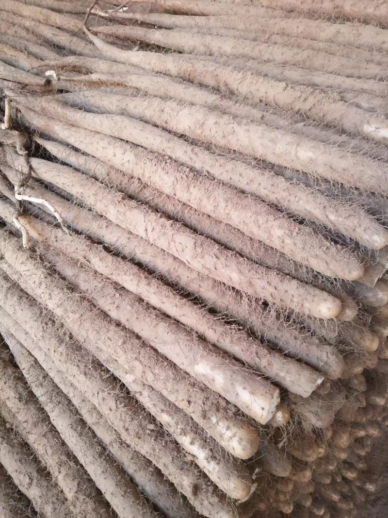 白玉山药，铁杆山药，大量供应馆陶县众康果品站