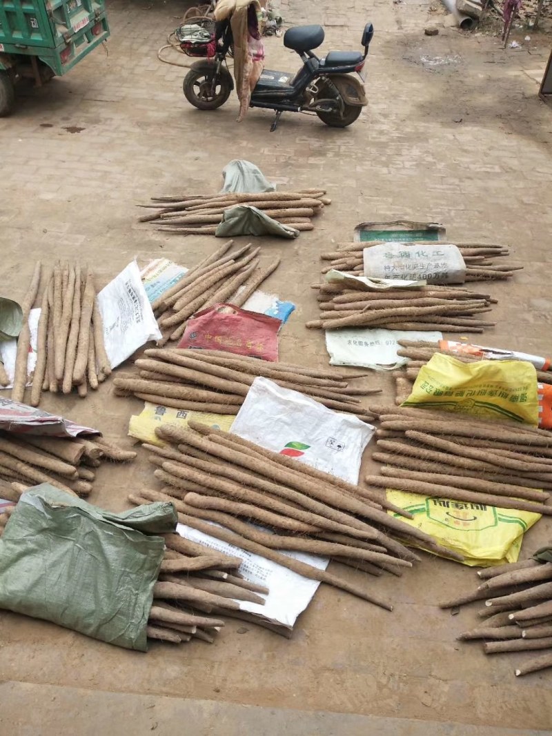 白玉山药，铁杆山药，大量供应馆陶县众康果品站