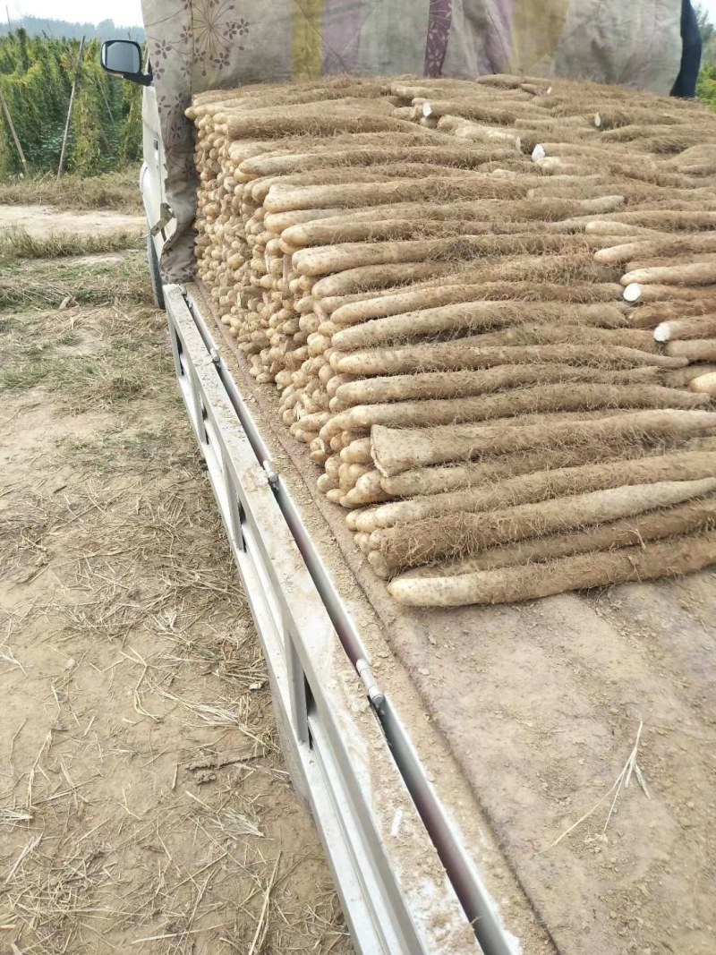 白玉山药，铁杆山药，大量供应馆陶县众康果品站