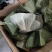 山东济宁微山湖荷叶糯米鸡专用荷叶整张等定制