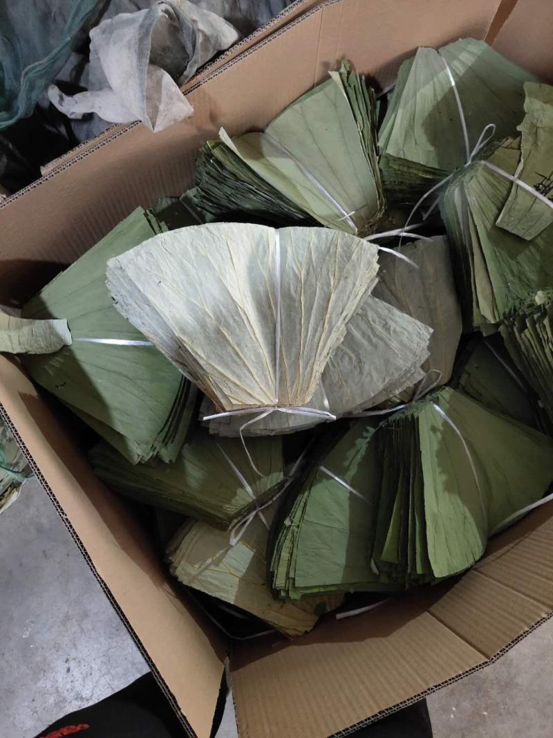山东济宁微山湖荷叶糯米鸡专用荷叶整张等定制
