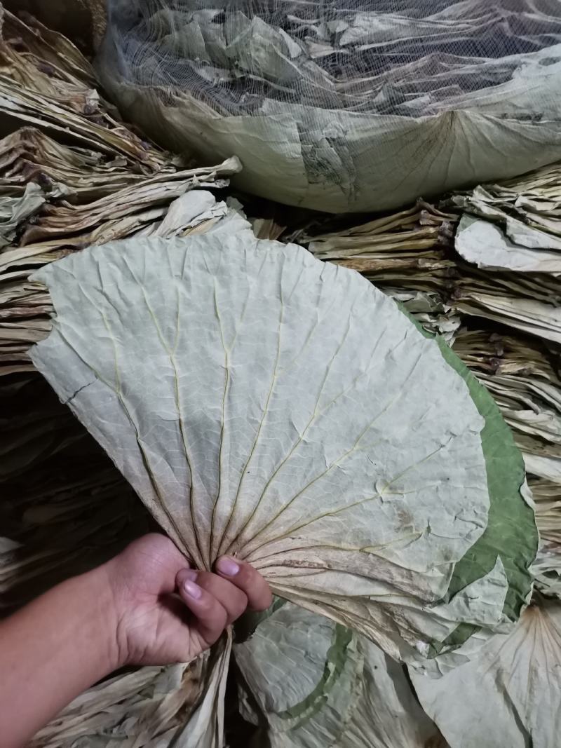 山东济宁微山湖荷叶糯米鸡专用荷叶整张等定制