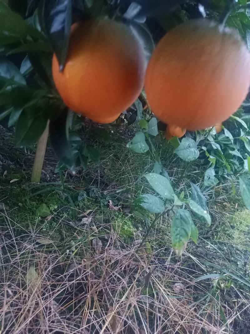 湖南精品加蜜纽柯尔脐橙/个头均匀/口感纯甜/产地直发