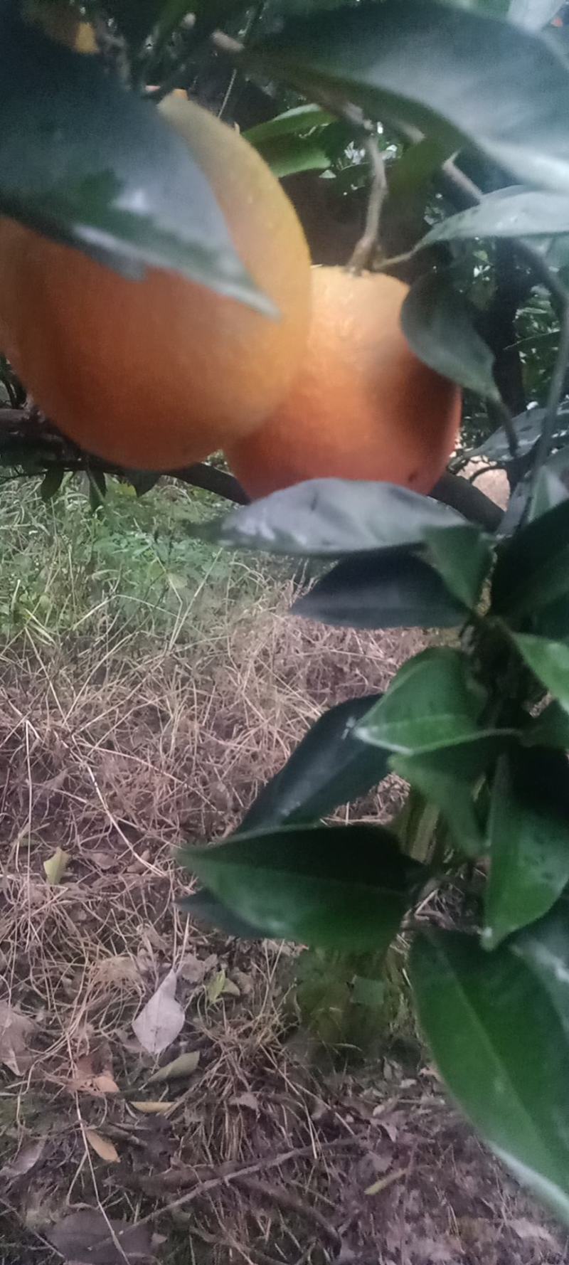 湖南精品加蜜纽柯尔脐橙/个头均匀/口感纯甜/产地直发
