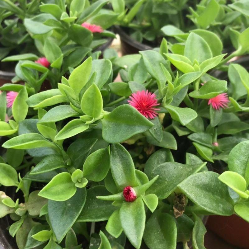 牡丹吊兰花卉盆栽新房净化空气除甲醛吊兰盆栽垂吊植物观赏