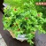 牡丹吊兰花卉盆栽新房净化空气除甲醛吊兰盆栽垂吊植物观赏
