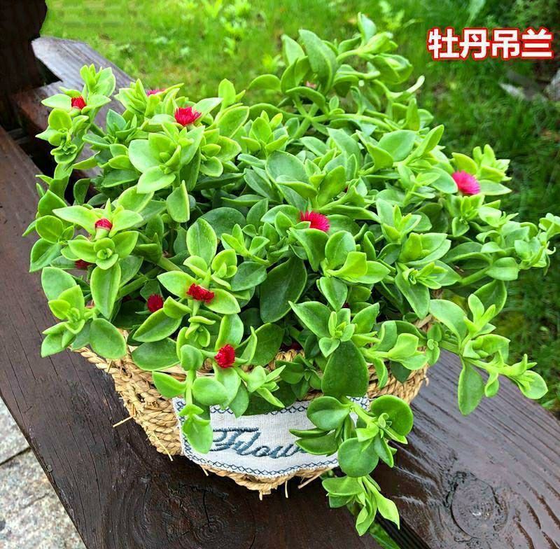 牡丹吊兰花卉盆栽新房净化空气除甲醛吊兰盆栽垂吊植物观赏