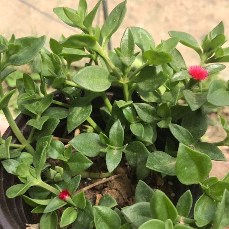牡丹吊兰花卉盆栽新房净化空气除甲醛吊兰盆栽垂吊植物观赏