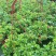 牡丹吊兰花卉盆栽新房净化空气除甲醛吊兰盆栽垂吊植物观赏