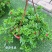 牡丹吊兰花卉盆栽新房净化空气除甲醛吊兰盆栽垂吊植物观赏