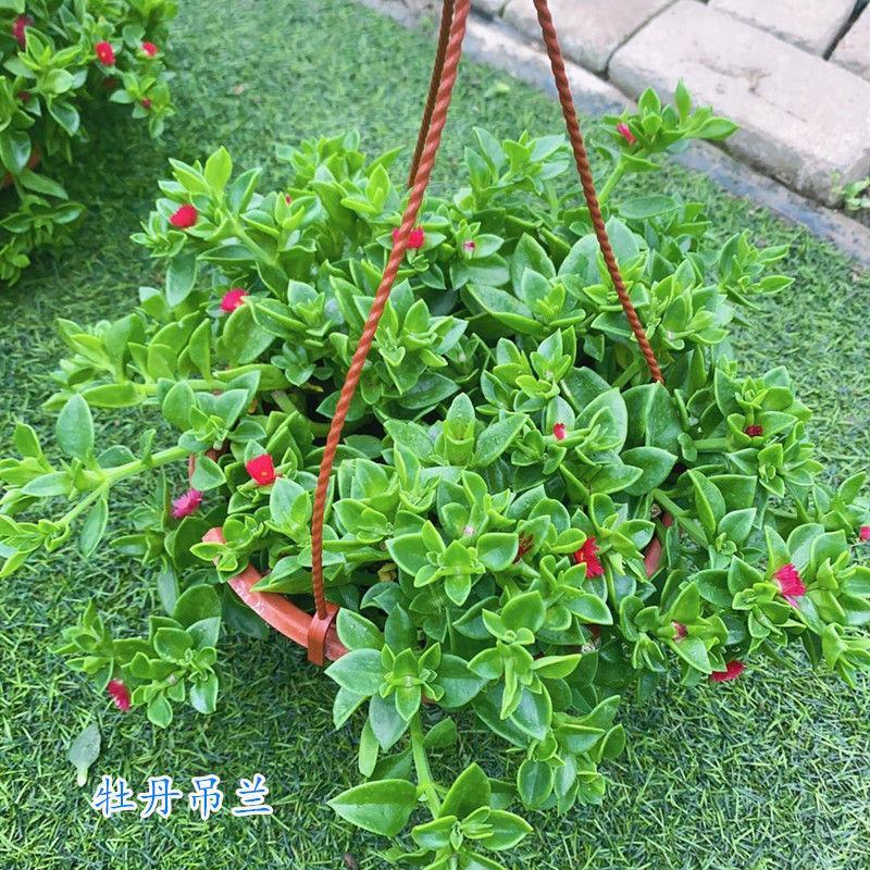 牡丹吊兰花卉盆栽新房净化空气除甲醛吊兰盆栽垂吊植物观赏