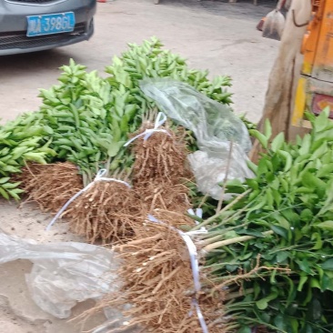 主要品种，媛红碰柑，爱媛38，金秋，沃柑，丑柑，耙耙柑（