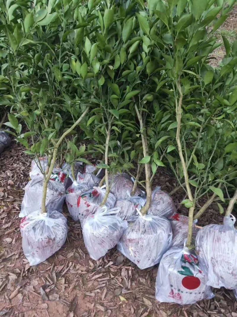 主要品种，媛红碰柑，爱媛38，金秋，沃柑，丑柑，耙耙柑（