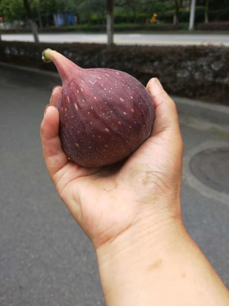 主要品种，媛红碰柑，爱媛38，金秋，沃柑，丑柑，耙耙柑（