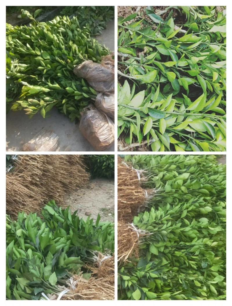 主要品种，媛红碰柑，爱媛38，金秋，沃柑，丑柑，耙耙柑（
