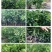 主要品种，媛红碰柑，爱媛38，金秋，沃柑，丑柑，耙耙柑（