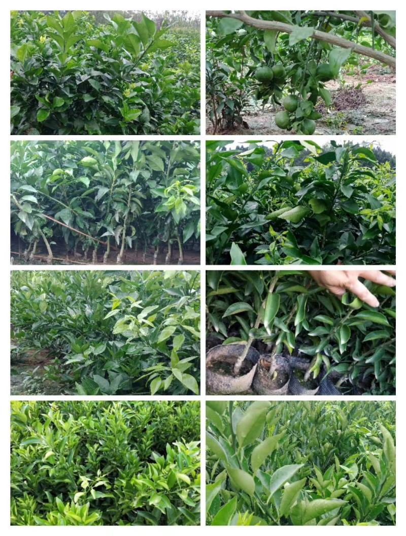 主要品种，媛红碰柑，爱媛38，金秋，沃柑，丑柑，耙耙柑（