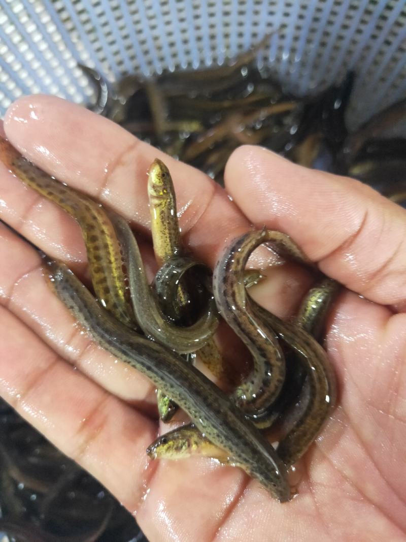 泥鳅苗、杂交泥鳅苗，一手货源，苗场直销，欢迎订购
