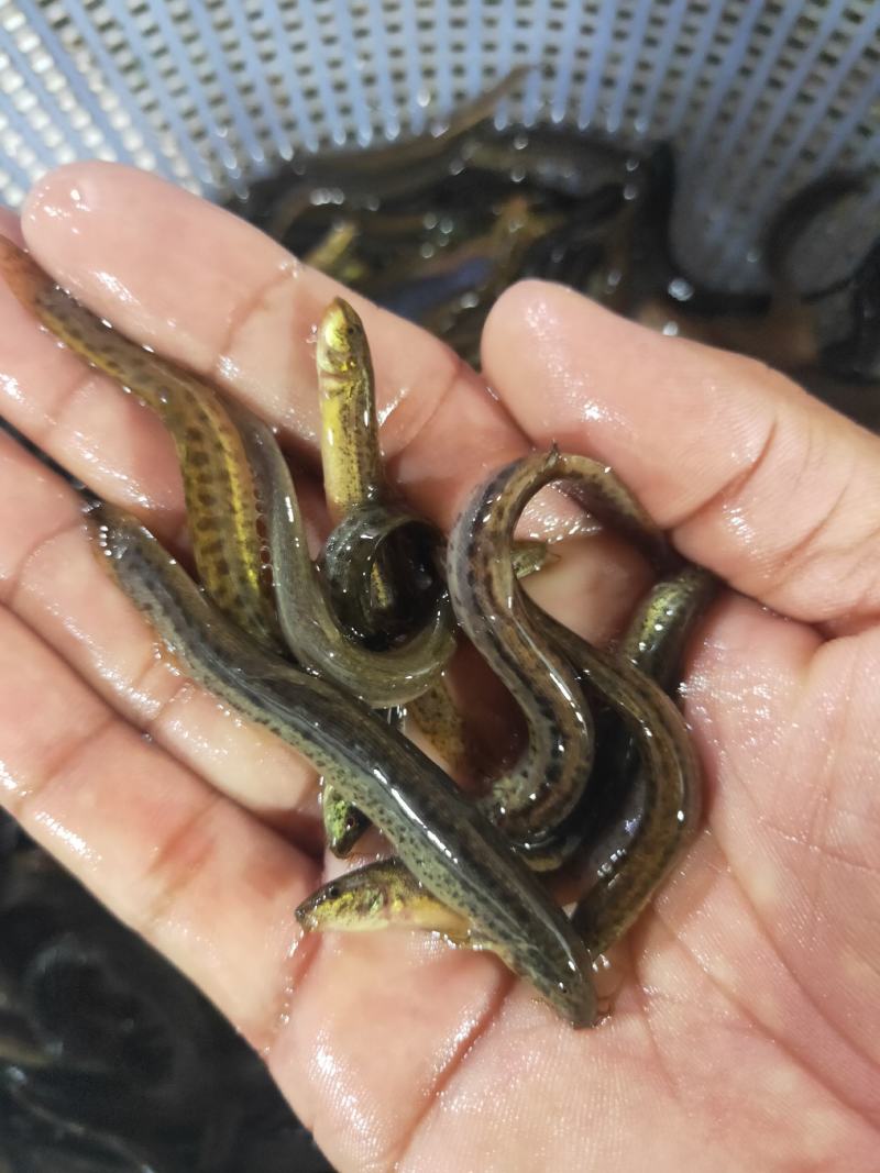 泥鳅苗、杂交泥鳅苗，一手货源，苗场直销，欢迎订购