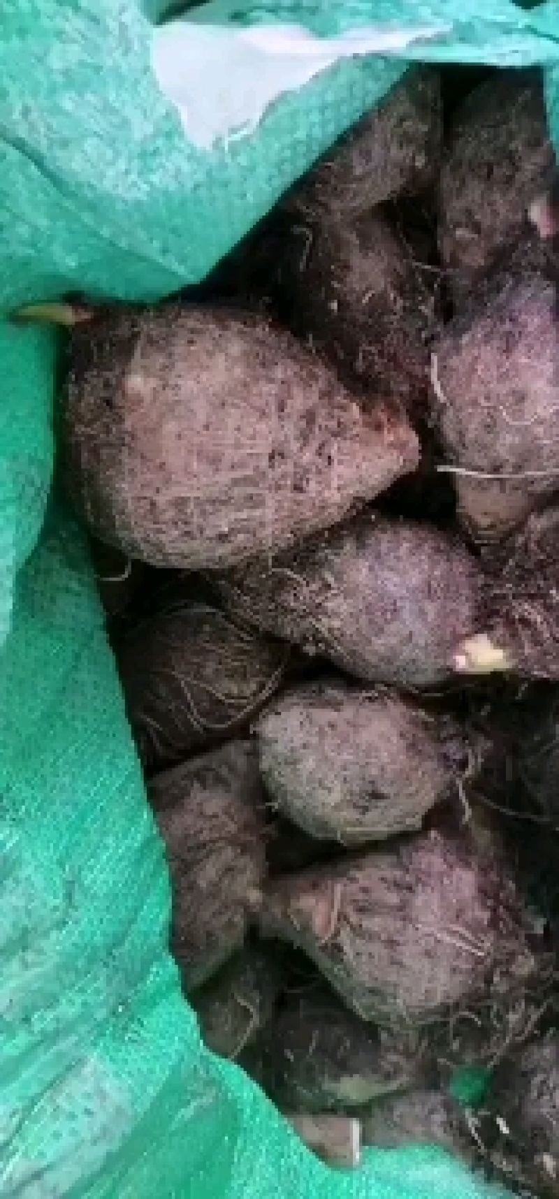【推荐】韶关乐昌香芋小芋仔，粉，香，糯，儿时的味道