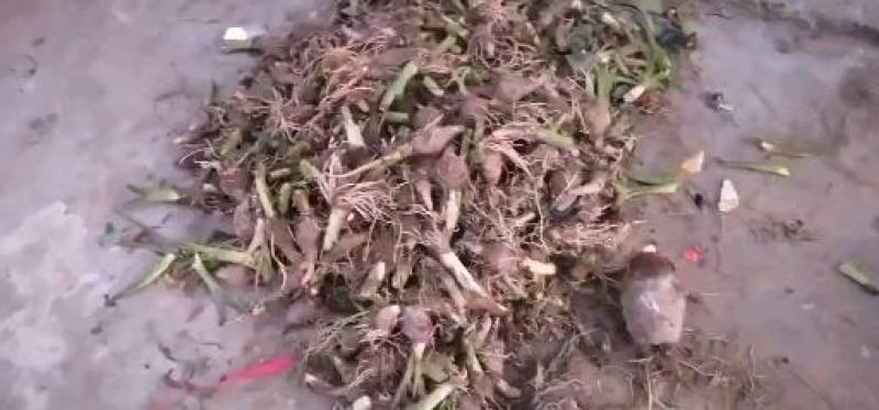 【推荐】韶关乐昌香芋小芋仔，粉，香，糯，儿时的味道