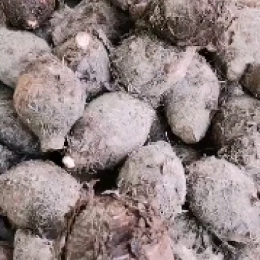 【推荐】韶关乐昌香芋小芋仔，粉，香，糯，儿时的味道