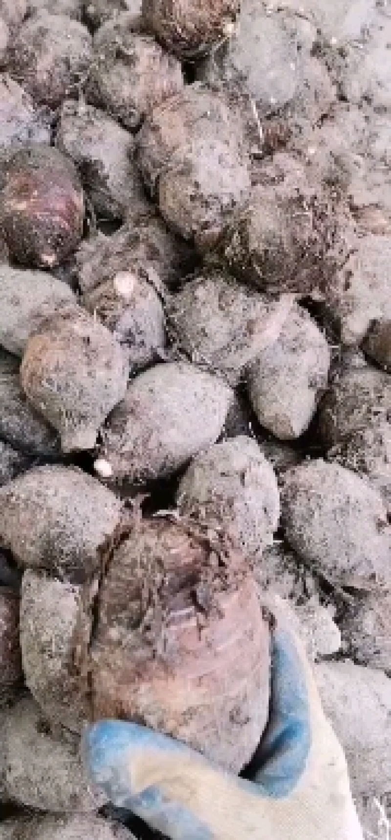 【推荐】韶关乐昌香芋小芋仔，粉，香，糯，儿时的味道