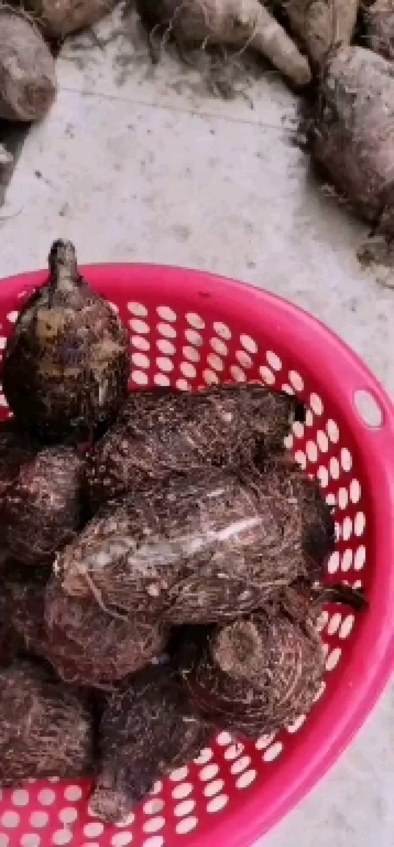 【推荐】韶关乐昌香芋小芋仔，粉，香，糯，儿时的味道
