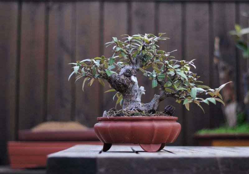 胡秃子盆景，胡秃子精品小坨坨下山桩绿植盆景。