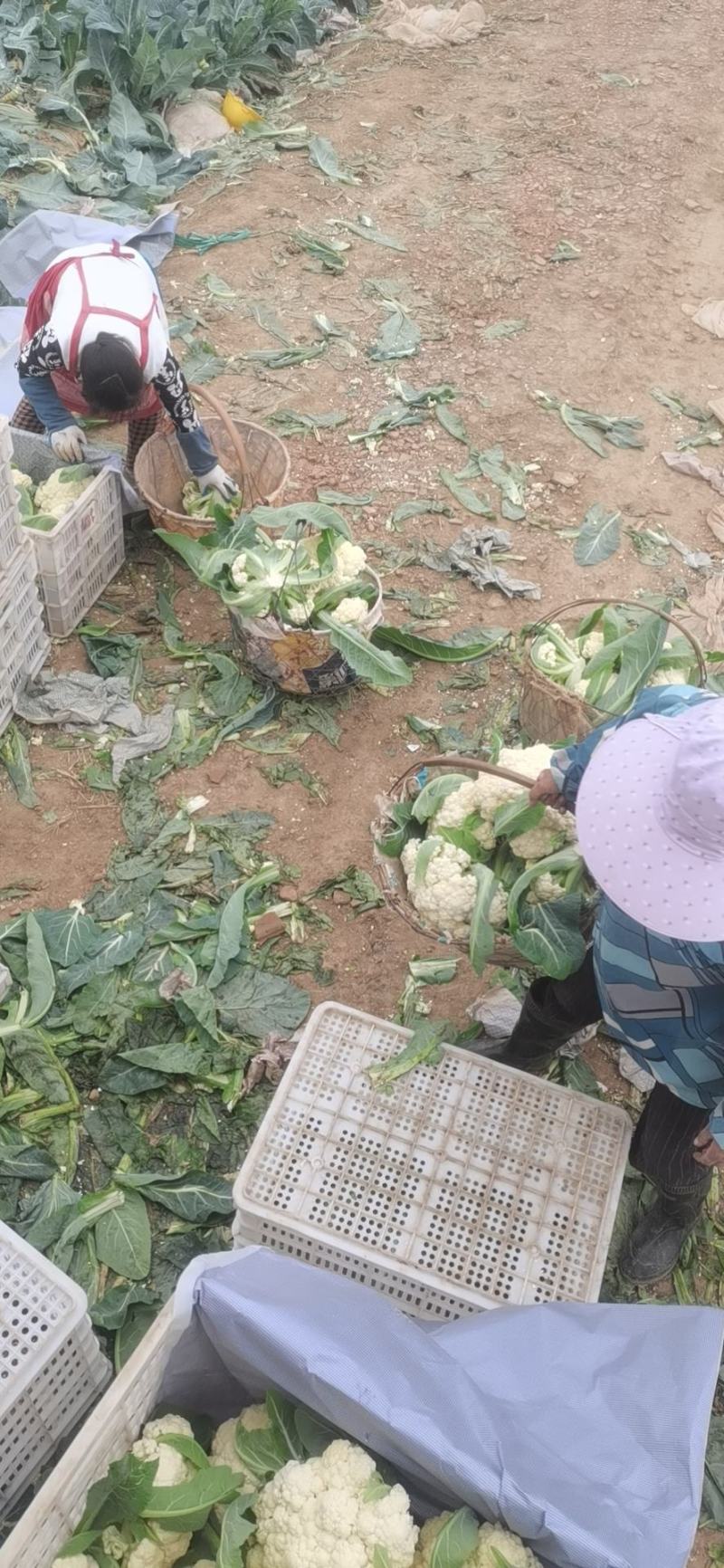 散花青梗西兰花，面白，个头匀称，质量好，全国发货