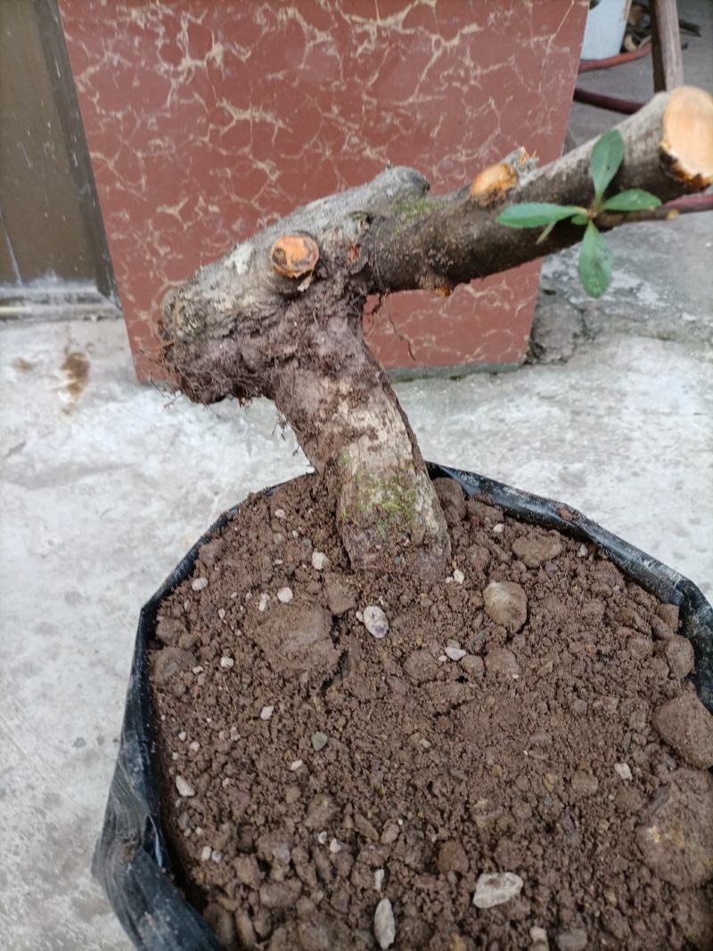 火棘盆景绿植火棘下山桩救军粮火棘精品盆景栽培