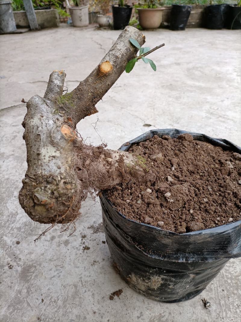 火棘盆景绿植火棘下山桩救军粮火棘精品盆景栽培