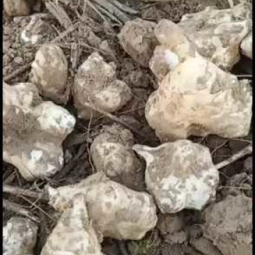 洋姜，灵宝市红白洋姜（菊芋）大量出售欢迎选购