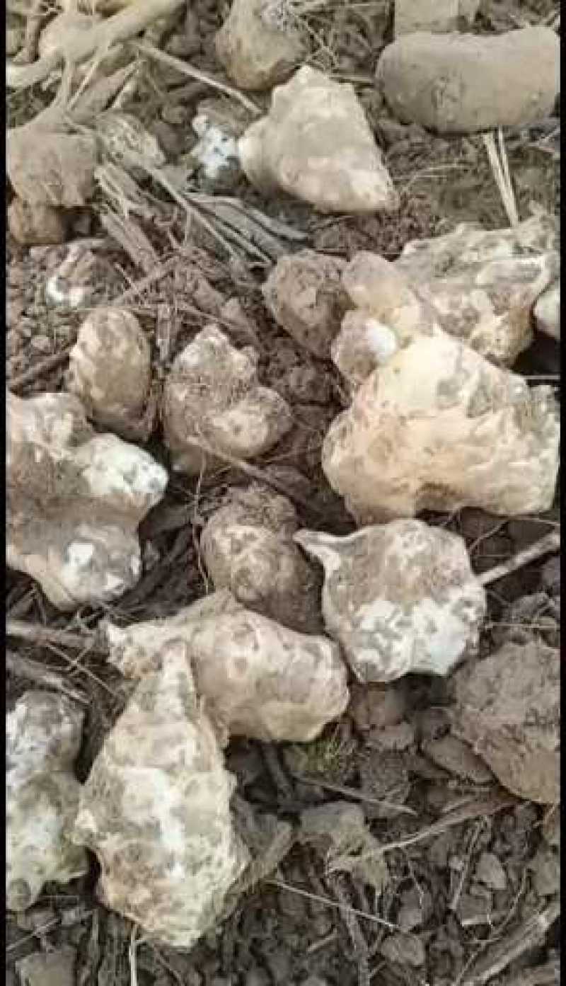 洋姜，灵宝市红白洋姜（菊芋）大量出售欢迎选购