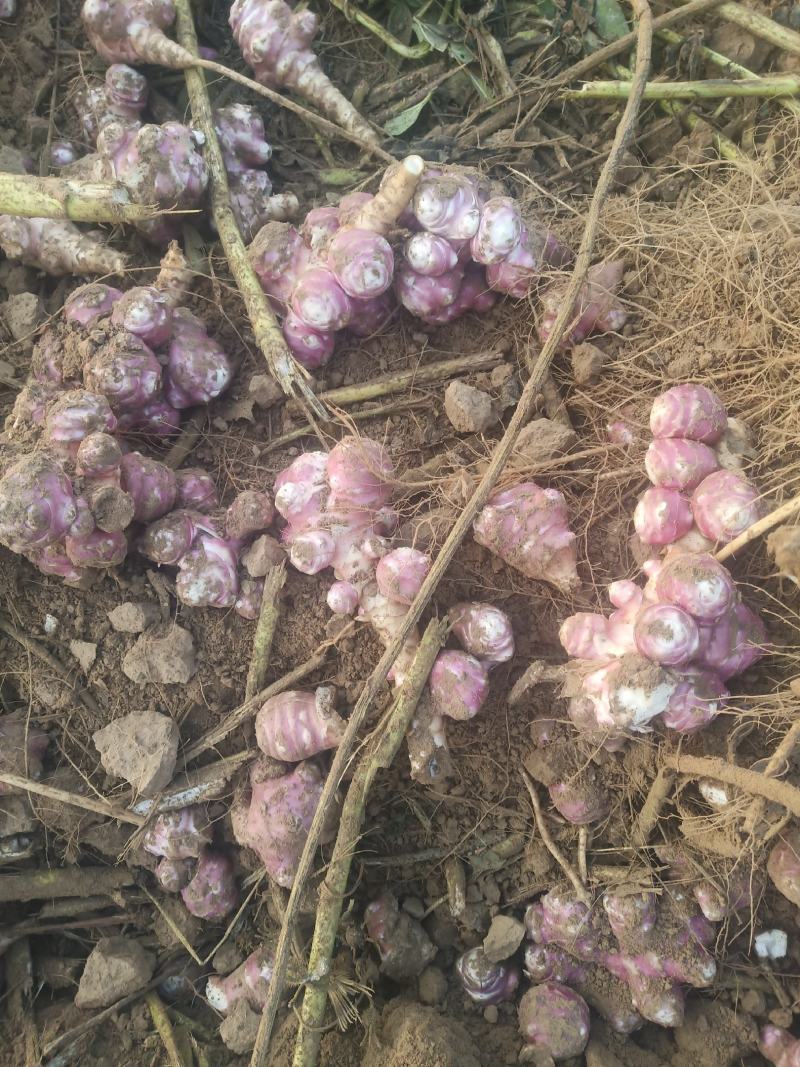 洋姜，灵宝市红白洋姜（菊芋）大量出售欢迎选购