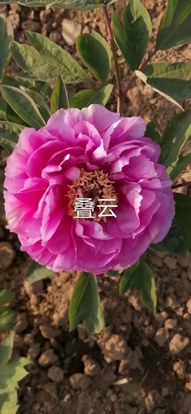 牡丹苗观赏牡丹花苗千层重瓣花菏泽基地直供，保成活