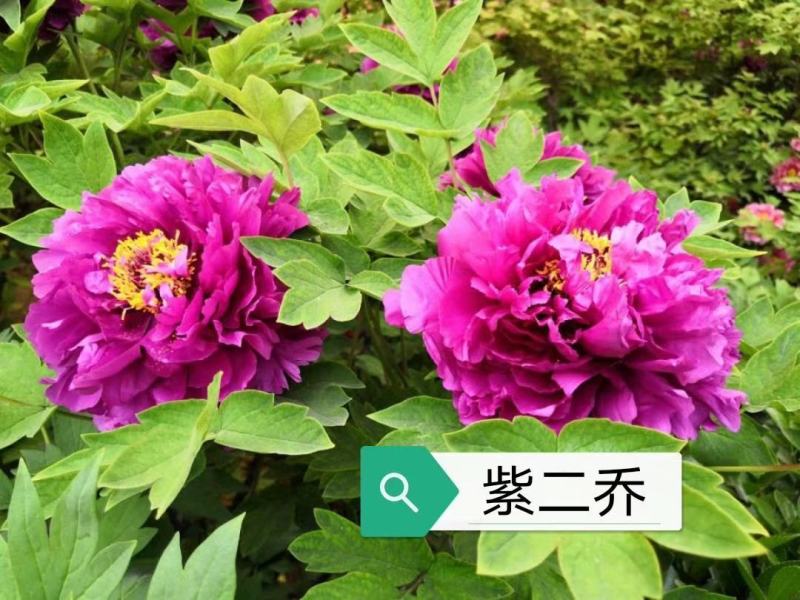 牡丹苗观赏牡丹花苗千层重瓣花菏泽基地直供，保成活