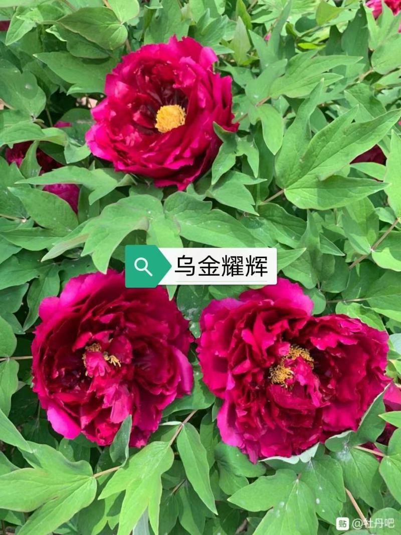 牡丹苗观赏牡丹花苗千层重瓣花菏泽基地直供，保成活