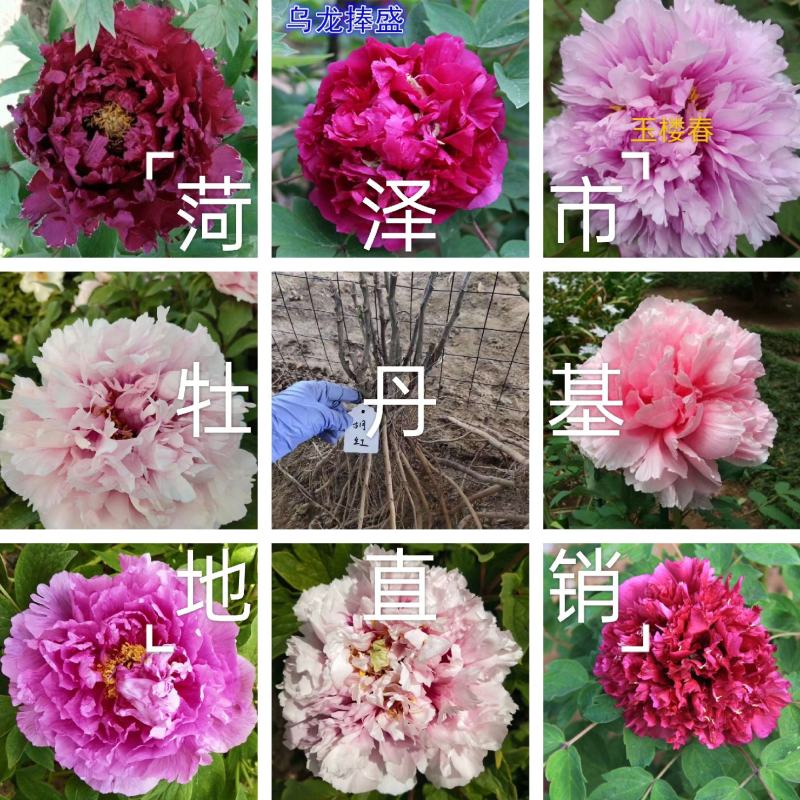 牡丹苗观赏牡丹花苗千层重瓣花菏泽基地直供，保成活