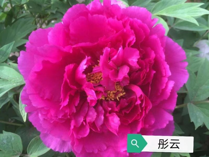牡丹苗观赏牡丹花苗千层重瓣花菏泽基地直供，保成活