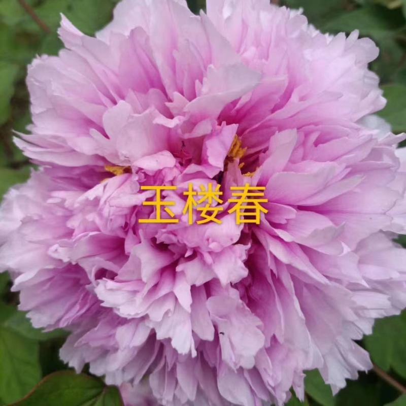 牡丹苗观赏牡丹花苗千层重瓣花菏泽基地直供，保成活