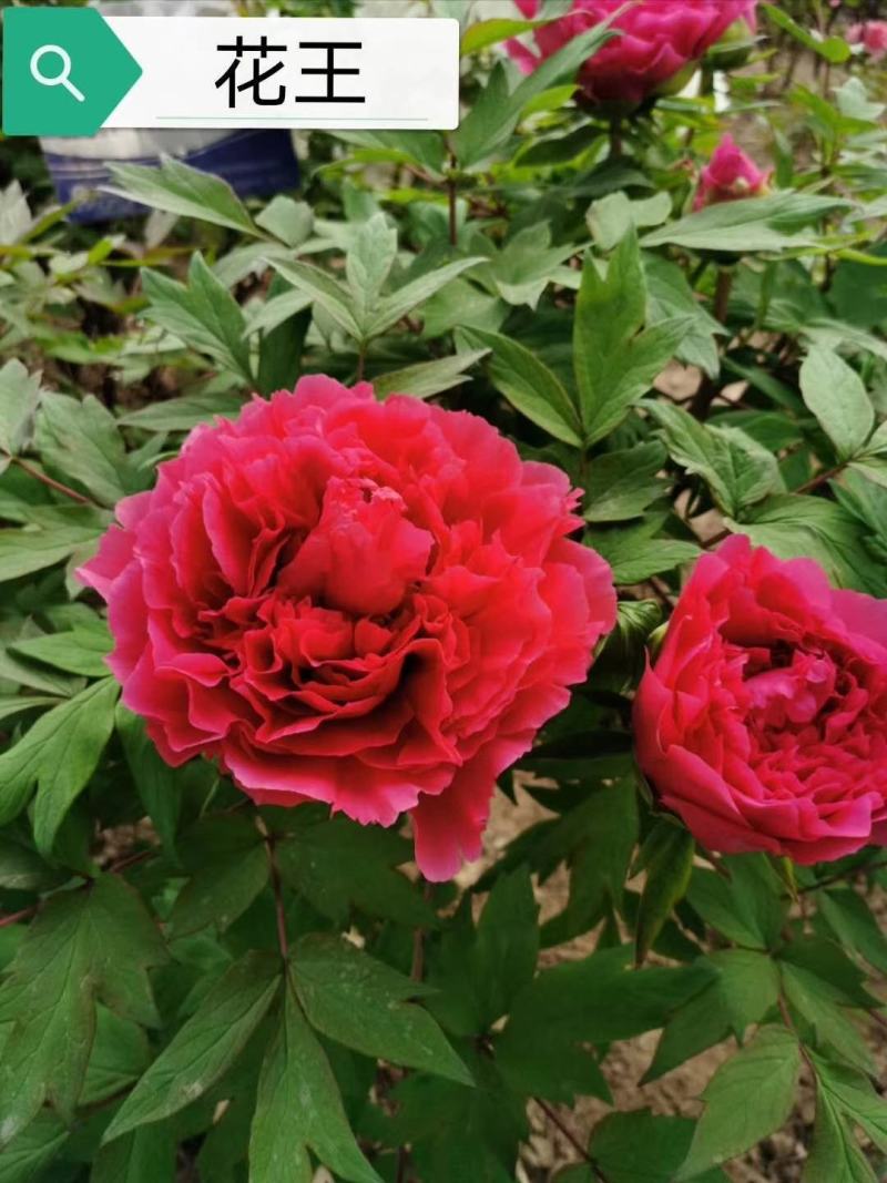 牡丹苗观赏牡丹花苗千层重瓣花菏泽基地直供，保成活