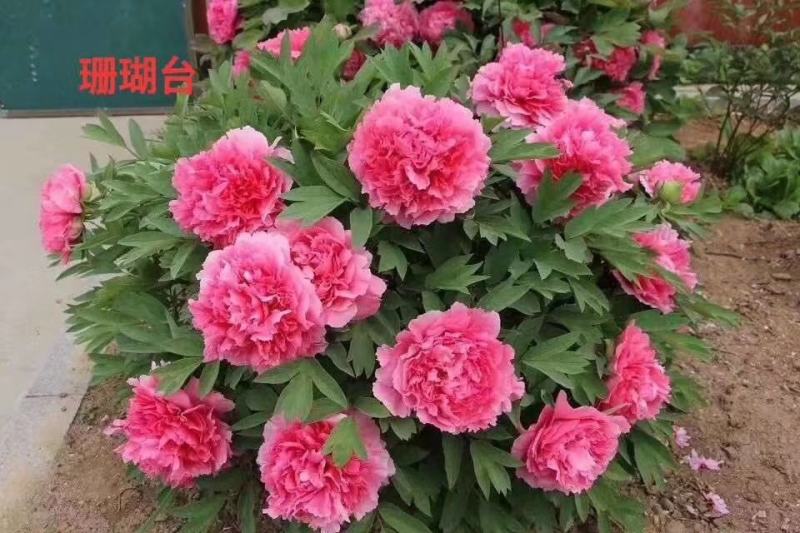牡丹苗观赏牡丹花苗千层重瓣花菏泽基地直供，保成活