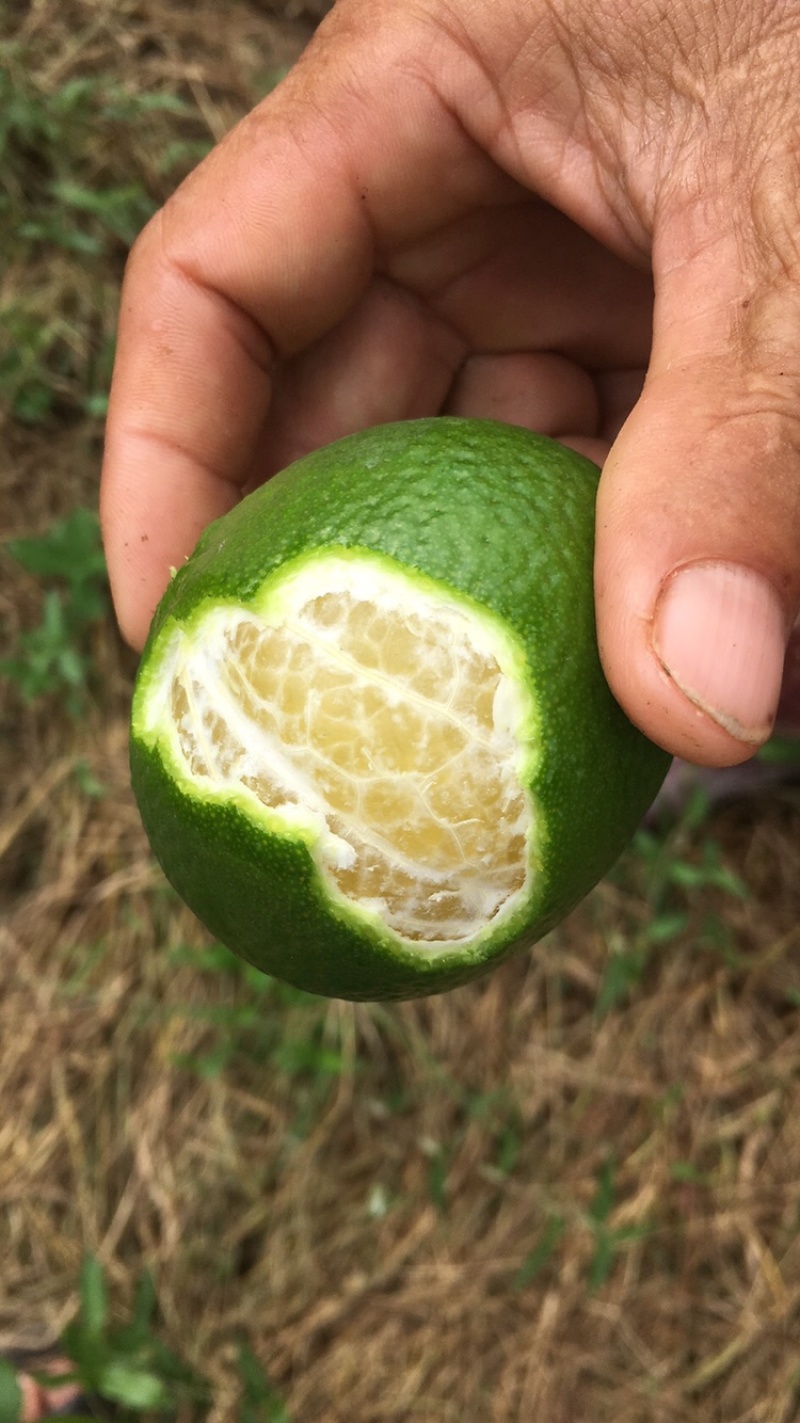 广东茂名黄金百香果芭乐味，维蜜味，紫香一号，皇帝柑