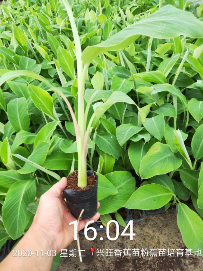 香蕉苗～西贡蕉苗，红香蕉苗，矮化香蕉苗～金粉一号蕉苗