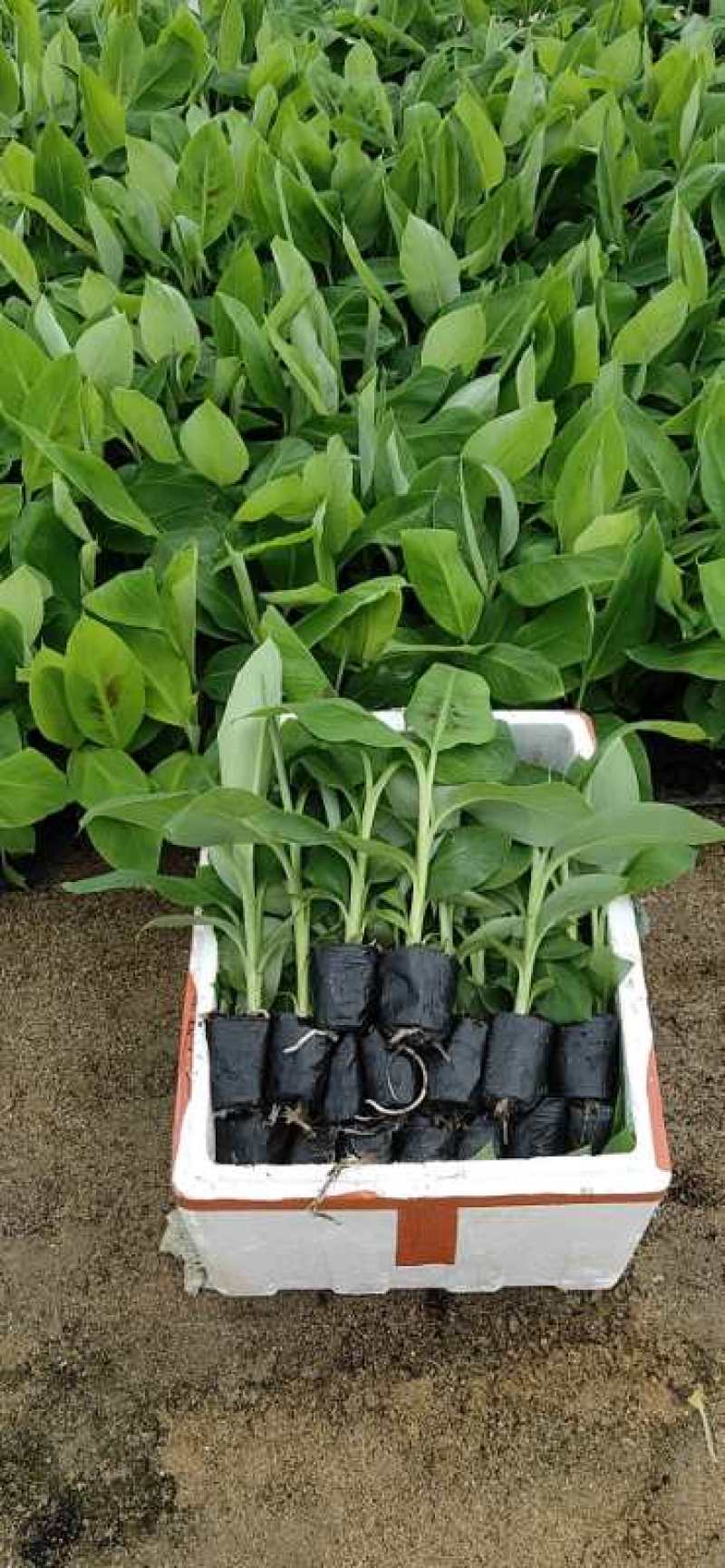 香蕉苗、粉蕉苗、西贡粉蕉苗，金粉一号蕉苗，厂家直销价